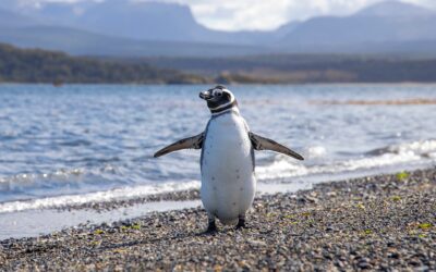 Punta Popper, una reserva natural repleta de pingüinos y aves marinas