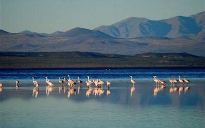 Llancanelo, un paraíso de aves en el sur de Mendoza
