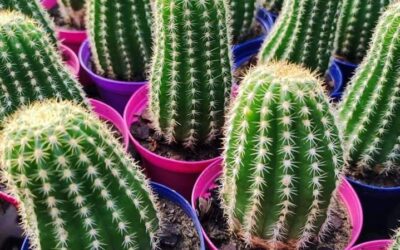 Miles de cactus te esperan en Cazón